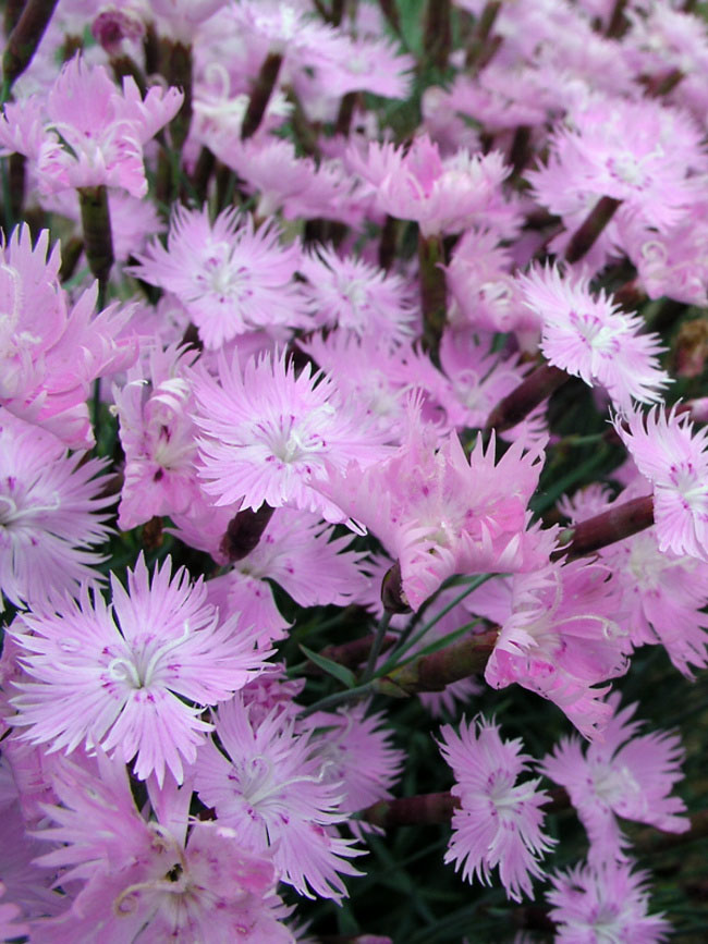 Bath's Pink - Image 3