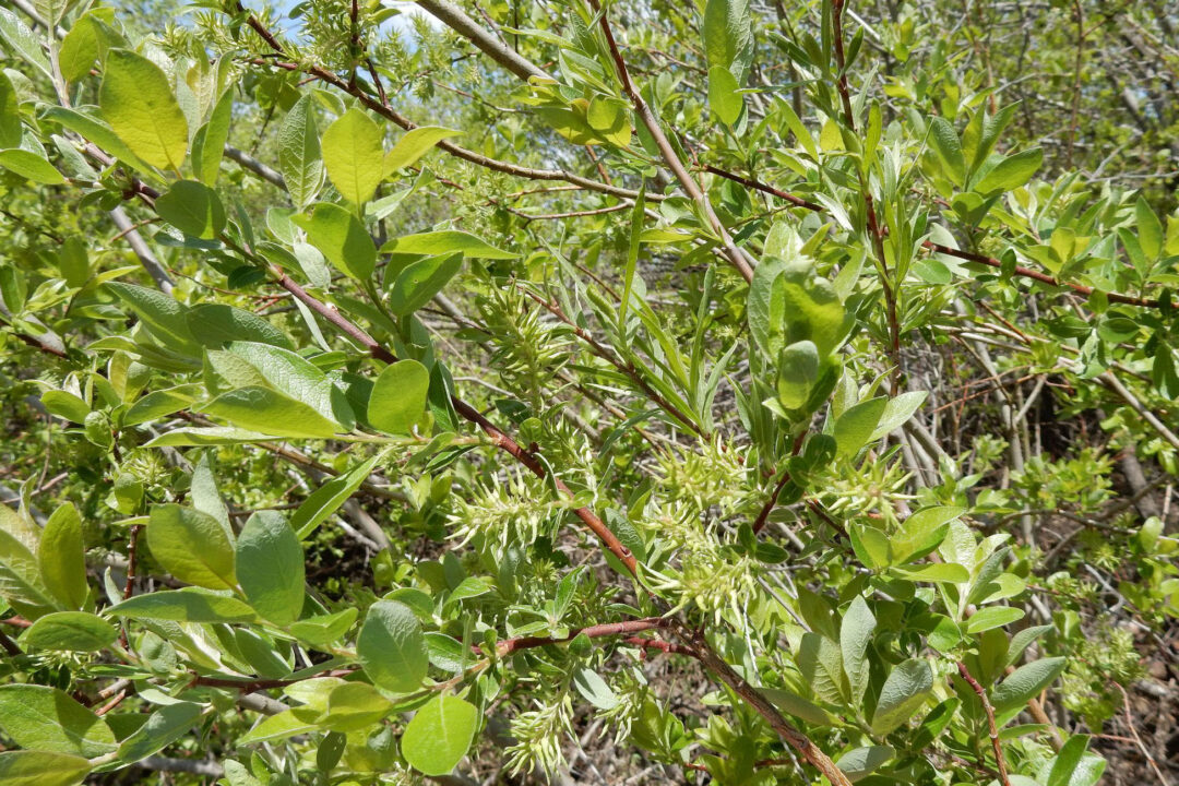 Bebb's Willow - Image 2
