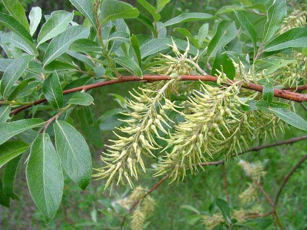 Bebb's Willow - Image 3