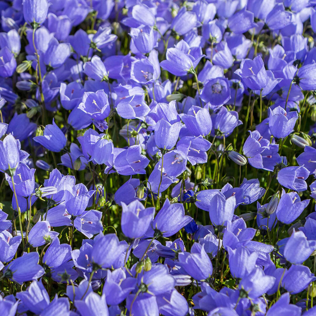 Bellflower - Image 2