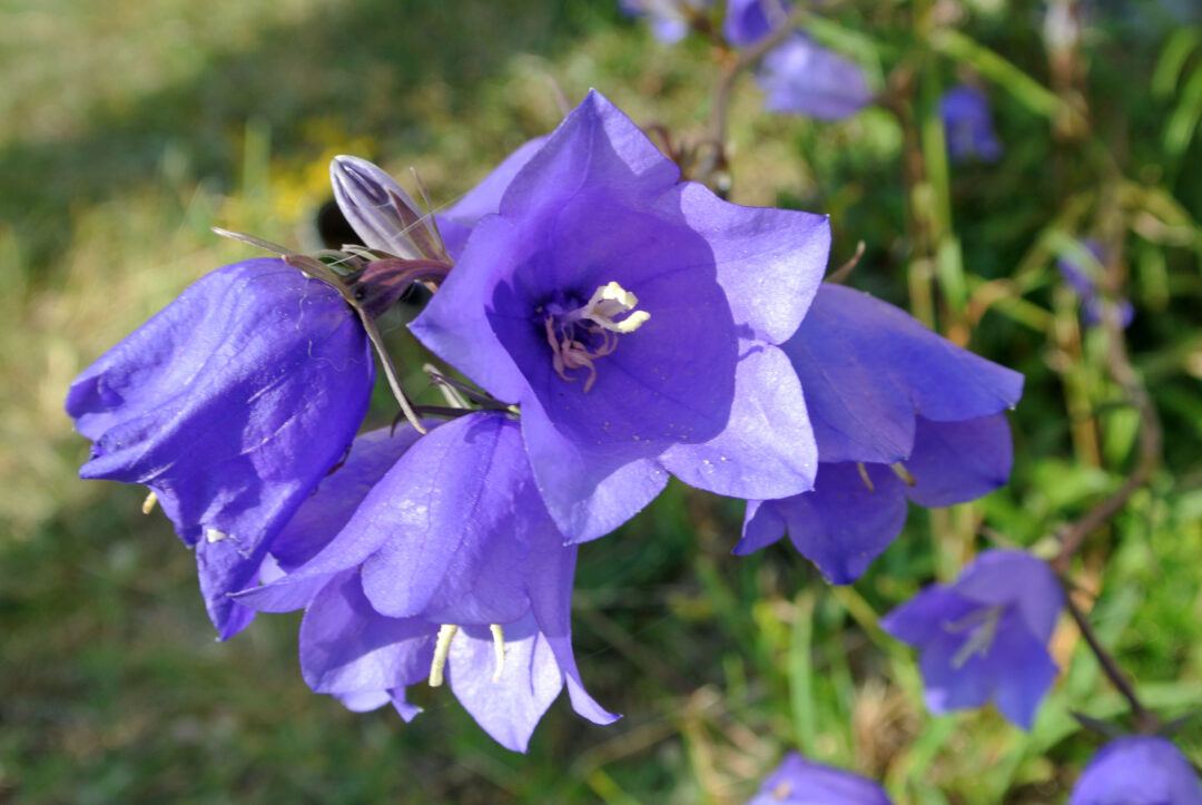 Bellflower - Image 3