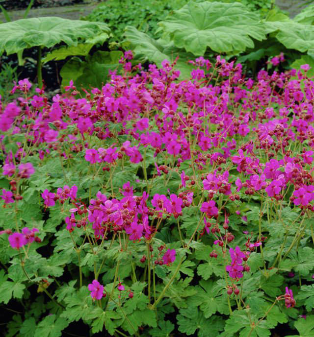 Bevans Variety Geranium - Image 2