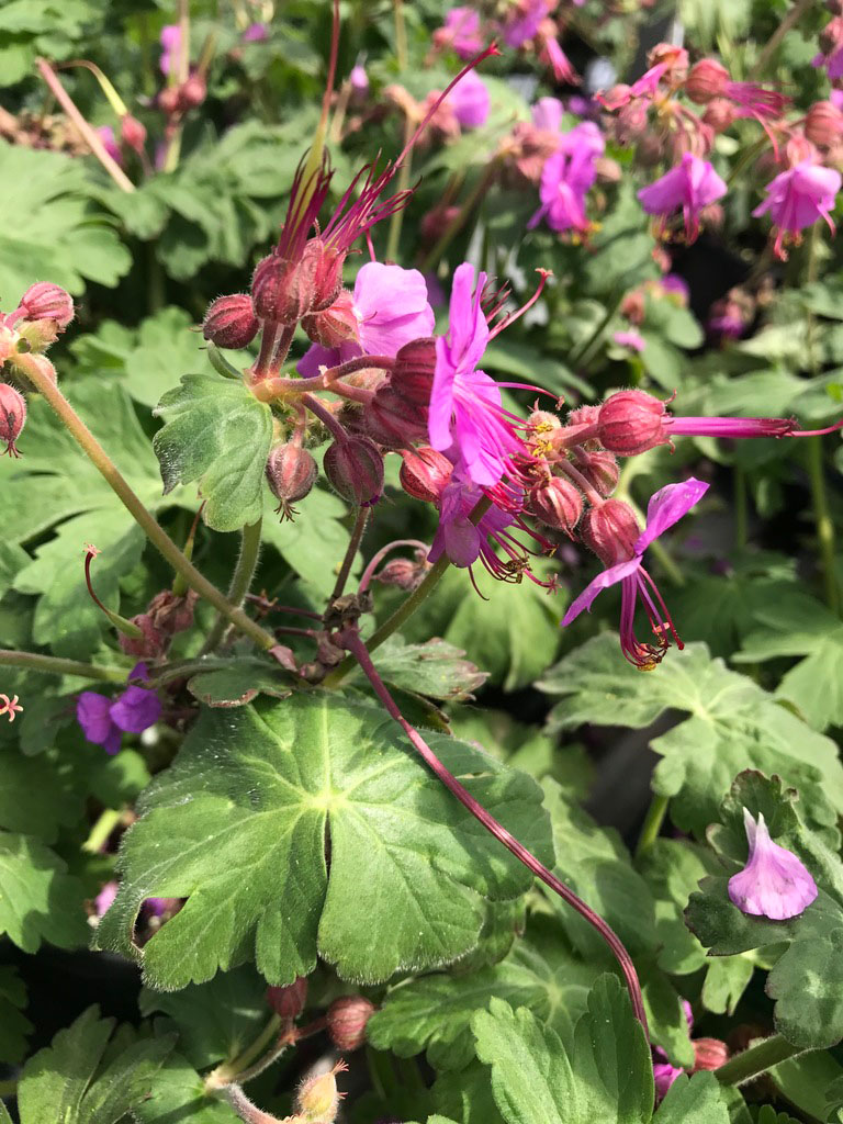 Bevans Variety Geranium - Image 3