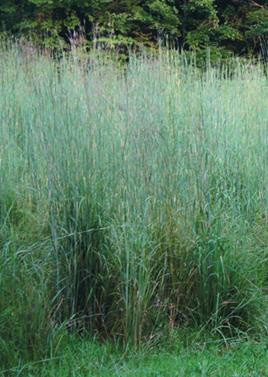 Big Bluestem - Image 2