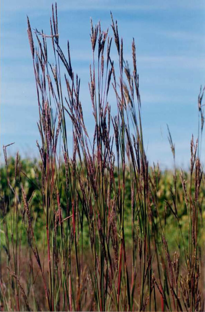 Big Bluestem - Image 3