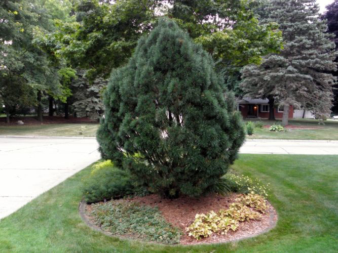 Big Tuna Mugo Pine - Image 2