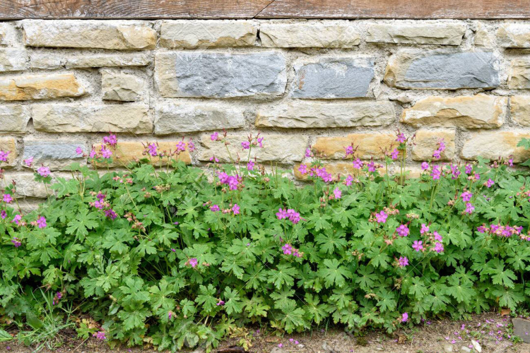 Bigroot Cranesbill - Image 2