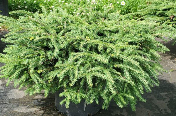 Bird's Nest Spruce - Image 2