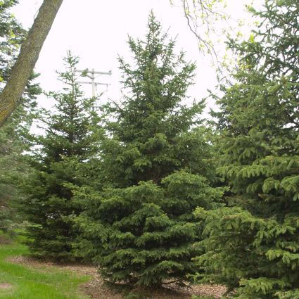 Black Hills Spruce - Image 2