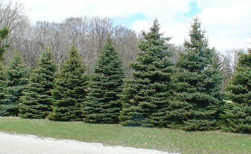 Black Hills Spruce - Image 3