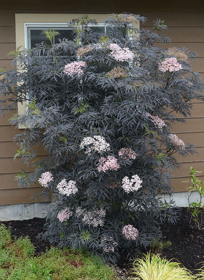 Black Lace Elderberry - Image 2