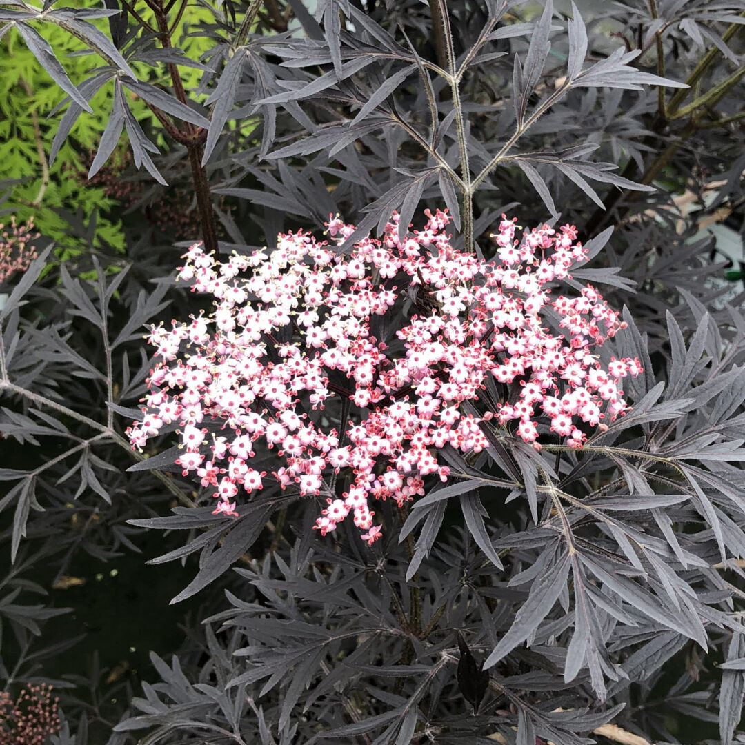 Black Lace Elderberry - Image 3