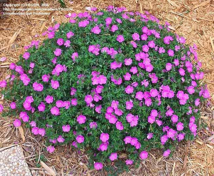 Bloody Cranesbill - Image 2