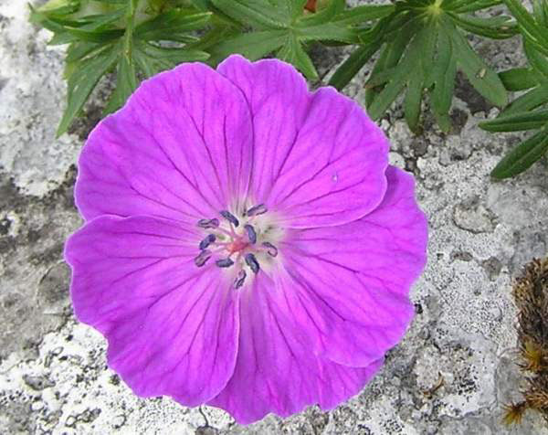 Bloody Cranesbill - Image 3