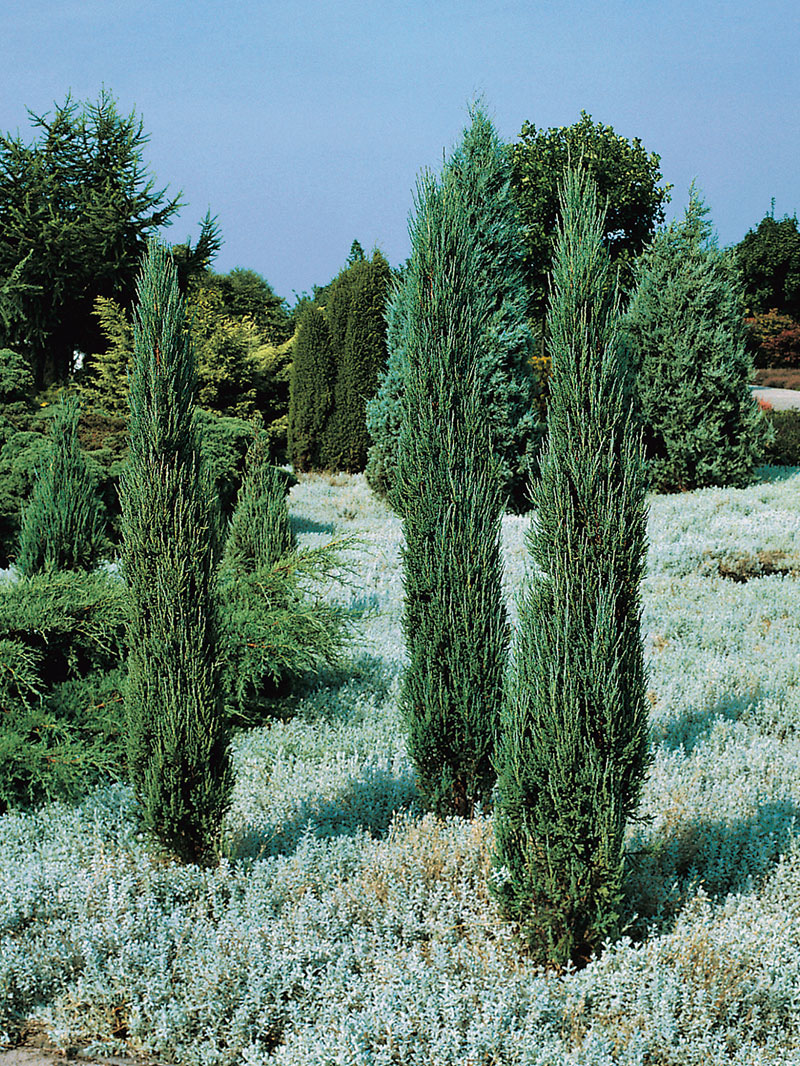 Blue Arrow Juniper - Image 2