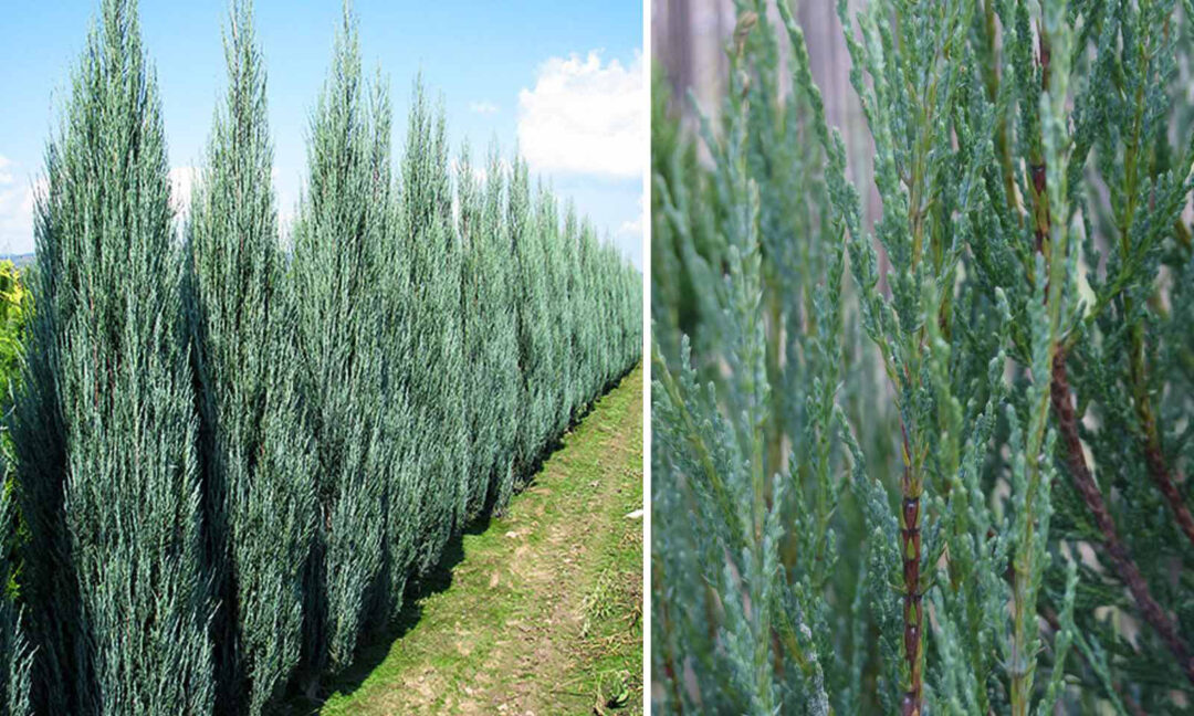 Blue Arrow Juniper - Image 3
