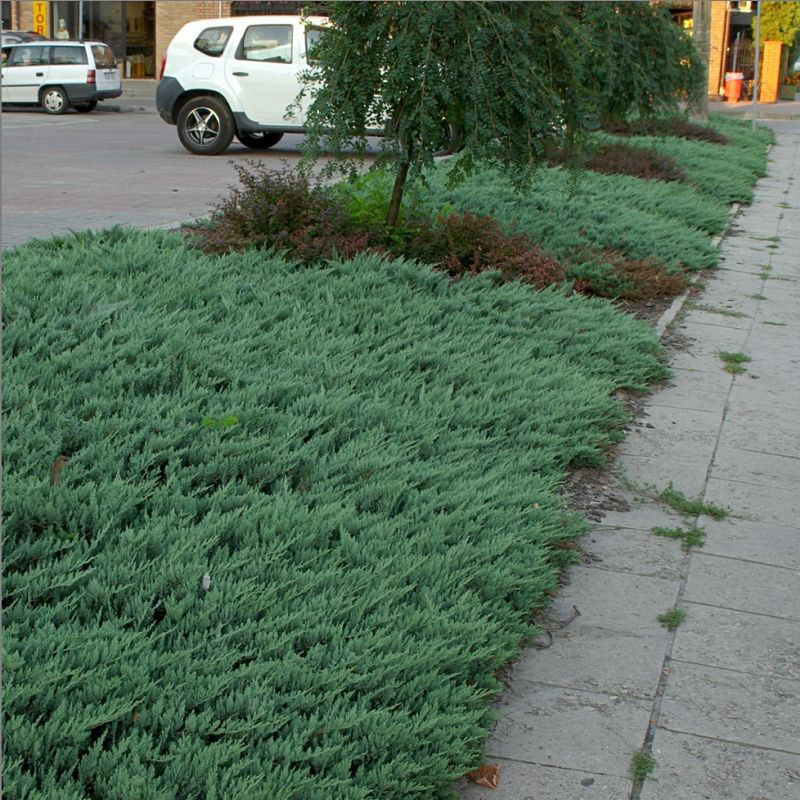 Blue Chip Juniper - Image 2