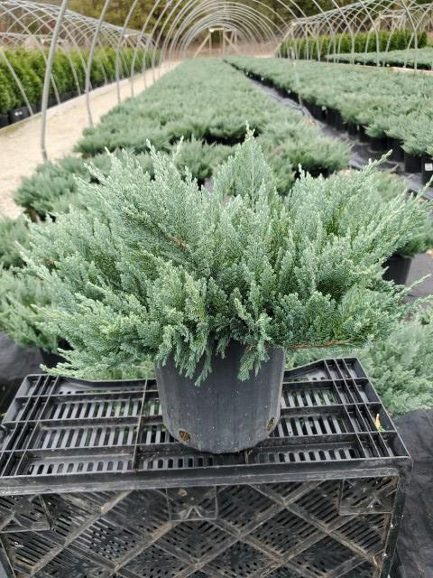 Blue Chip Juniper - Image 3