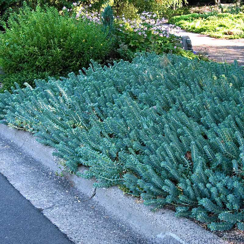 Blue Creeping Stonecrop - Image 2