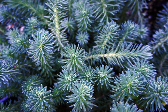Blue Creeping Stonecrop - Image 3