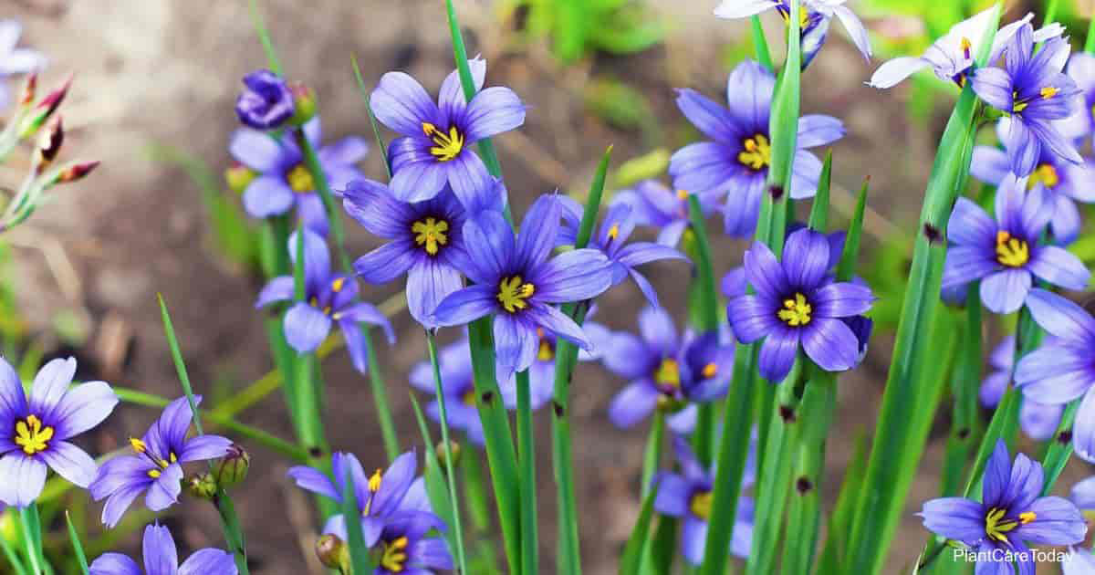 Blue-Eyed Grass - Image 2
