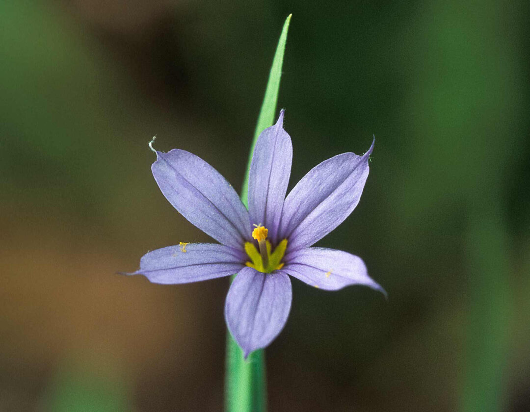 Blue-Eyed Grass - Image 3