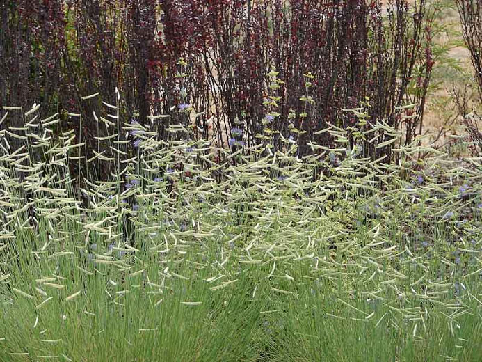 Blue Grama Grass - Image 2