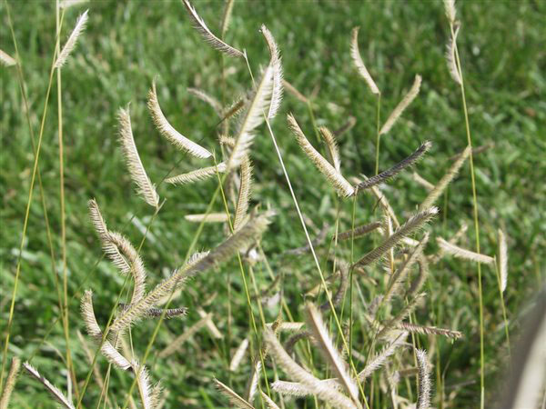Blue Grama Grass - Image 3