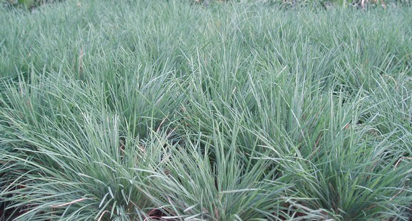 Blue Hair Grass - Image 2