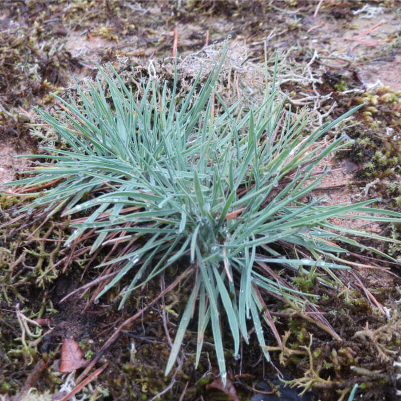 Blue Hair Grass - Image 3