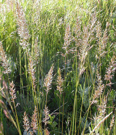 Blue Meadow Grass - Image 2