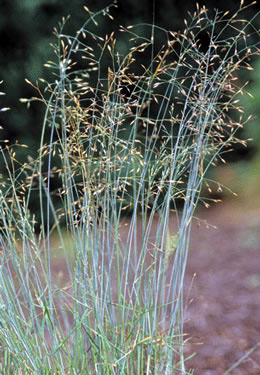 Blue Meadow Grass - Image 3