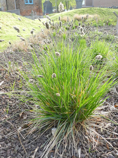 Blue Moor Grass - Image 2