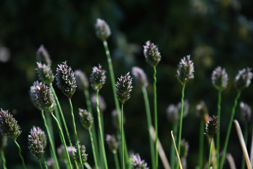 Blue Moor Grass - Image 3