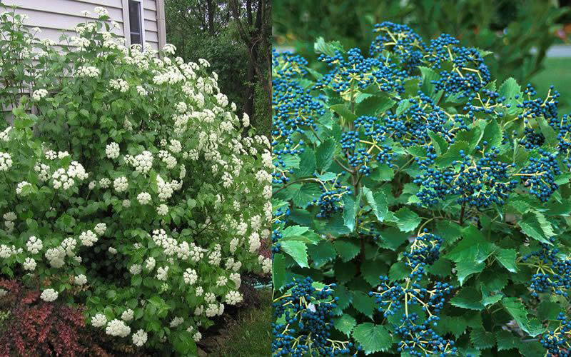 Blue Muffin Arrowwood Viburnum - Image 2