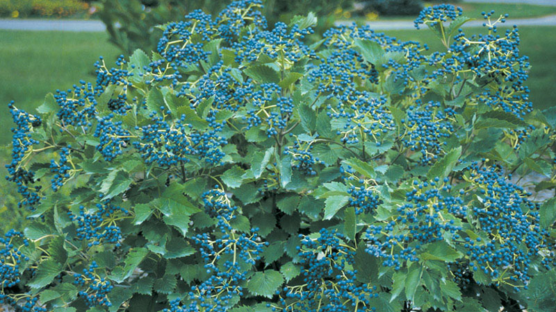 Blue Muffin Arrowwood Viburnum - Image 3