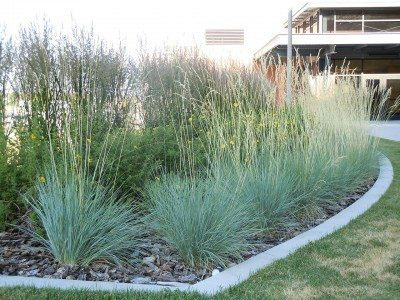 Blue Oat Grass - Image 2