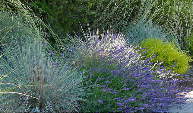 Blue Oat Grass - Image 3