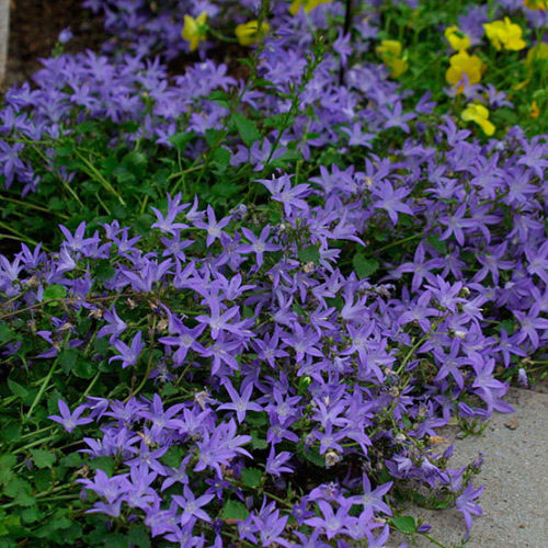 Blue Waterfall Blue Bells - Image 2