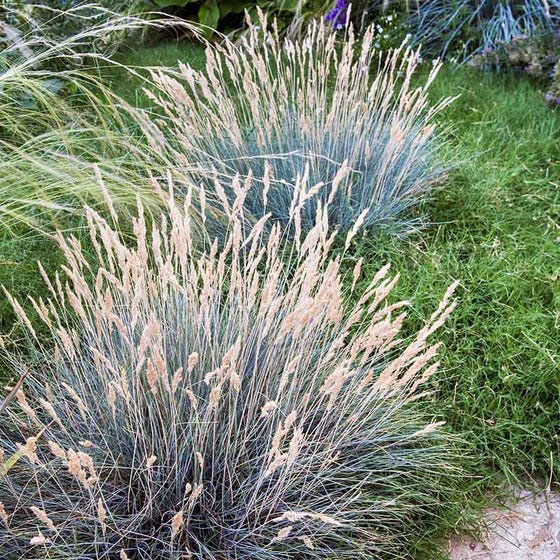 Boulder Blue Fescue - Image 2