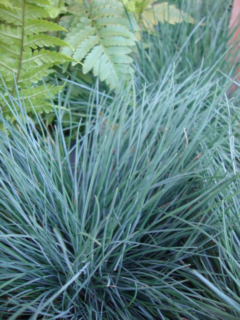 Boulder Blue Fescue - Image 3