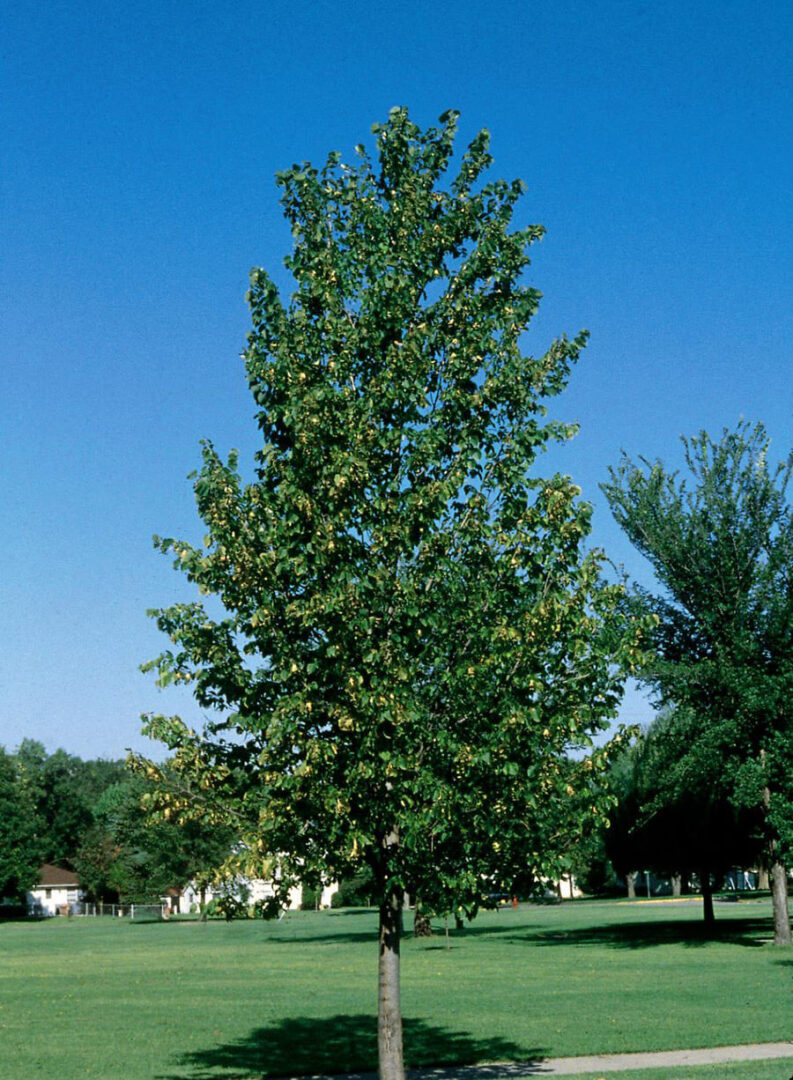 Boulevard Linden - Image 2