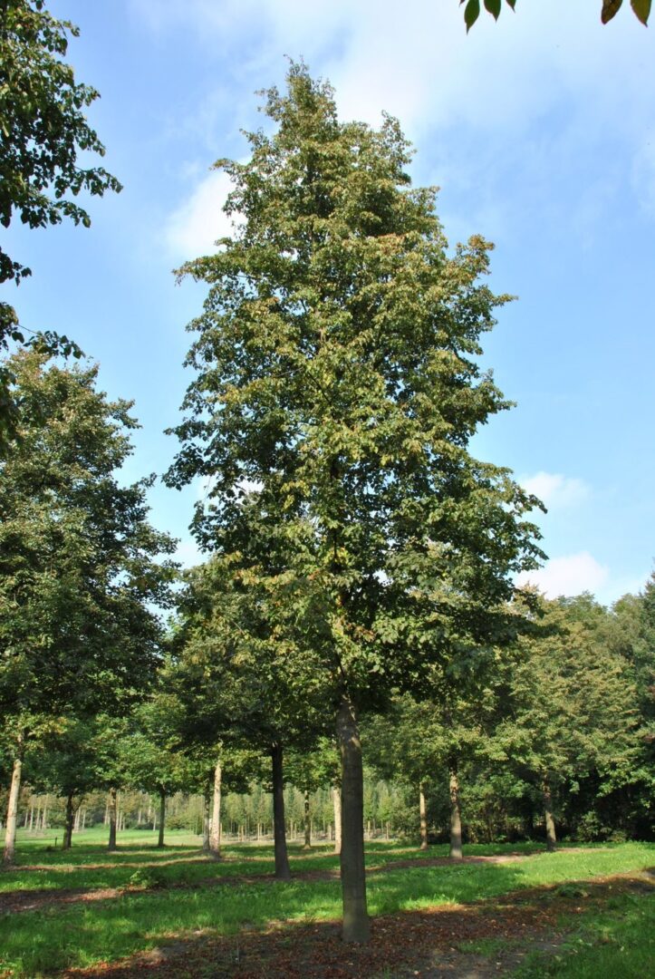 Boulevard Linden - Image 3