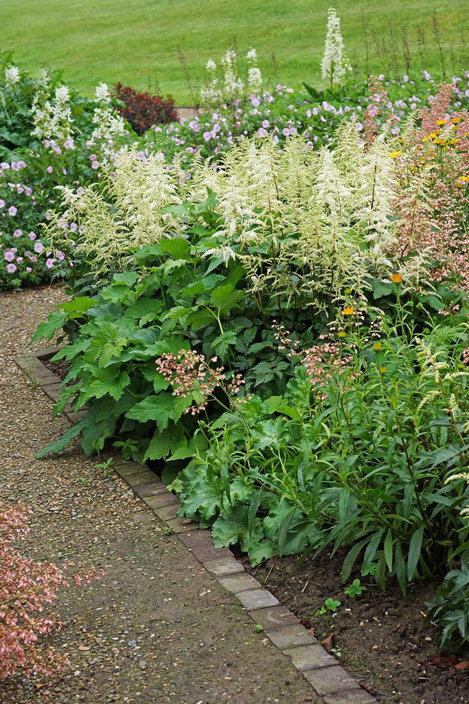 Bridal Veil Astilbe - Image 2