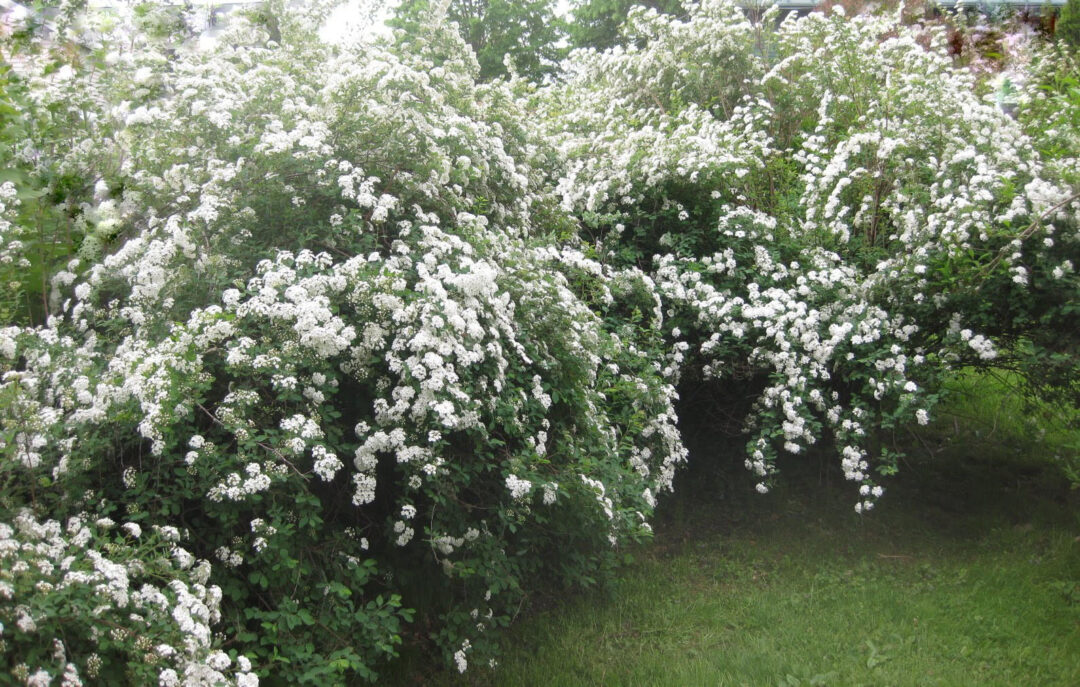 Bridalwreath Spirea - Image 2