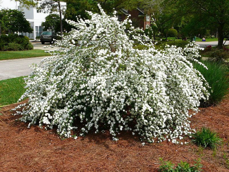 Bridalwreath Spirea - Image 3