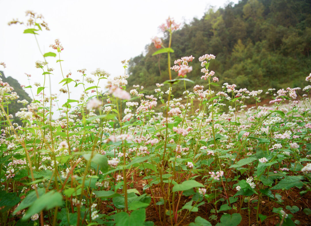 Buckwheat - Image 2