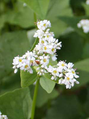 Buckwheat - Image 3