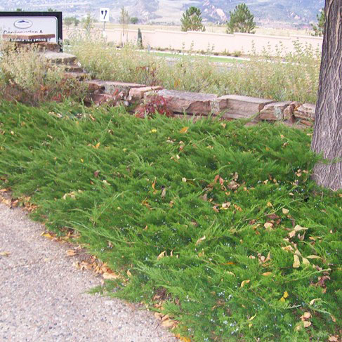 Buffalo Juniper - Image 2