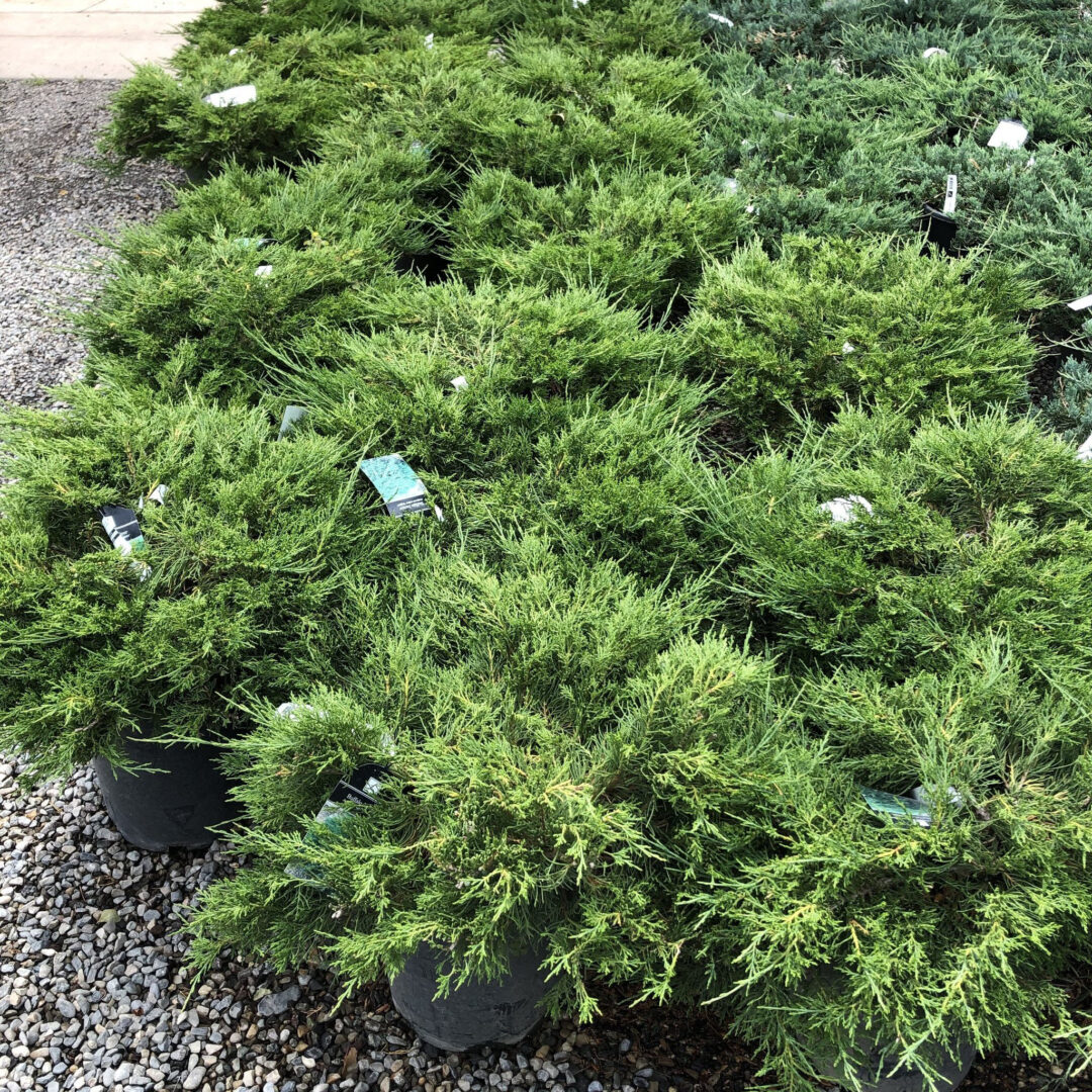 Buffalo Juniper - Image 3